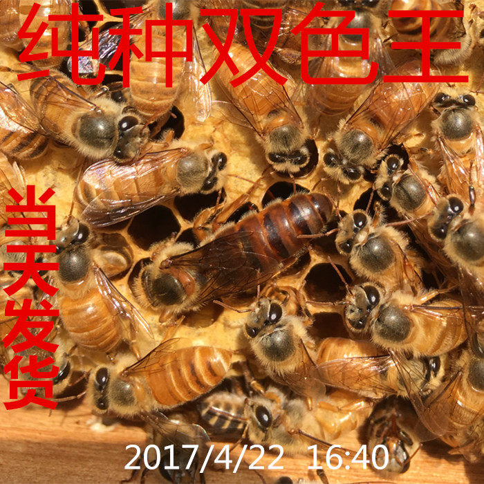 处王中蜂蜂王蜂群养蜂优质产卵阿坝纯种黑蜂蜜蜂蜂种黑色良种种王在类目 宠物/宠物食品及用品, 其它宠物, 其它宠物中 - 来自Buy2taobao.com提供专业的淘宝代购服务