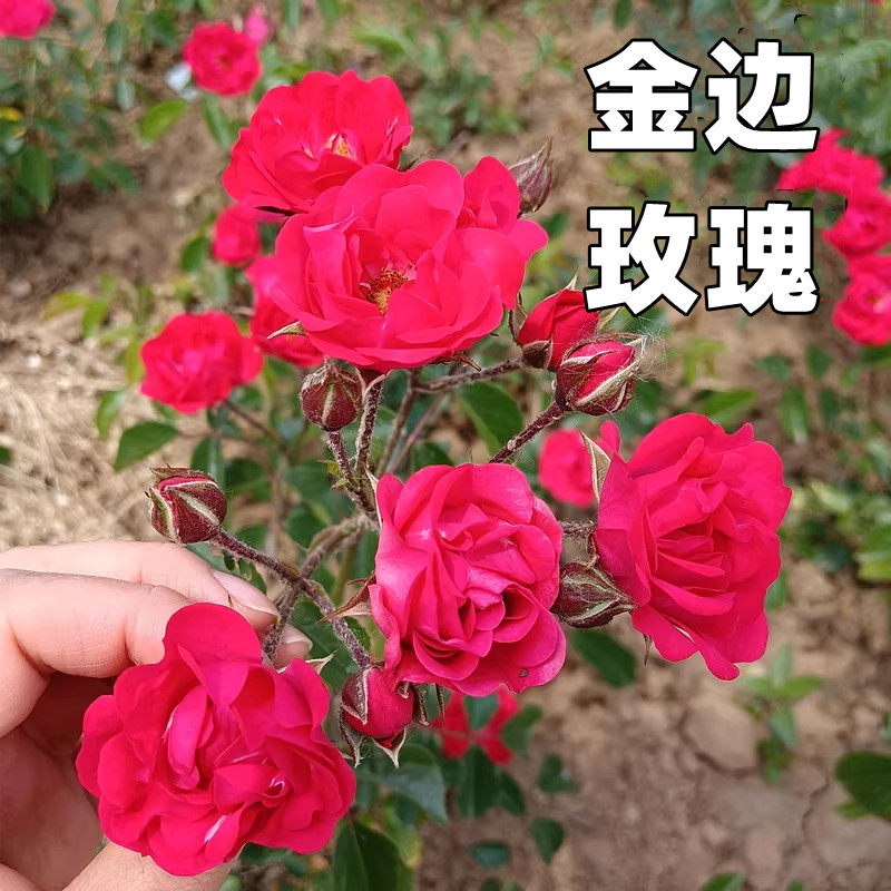 食用玫瑰基地直销可食用玫瑰苗金边玫瑰四季开花包成活现刨现发