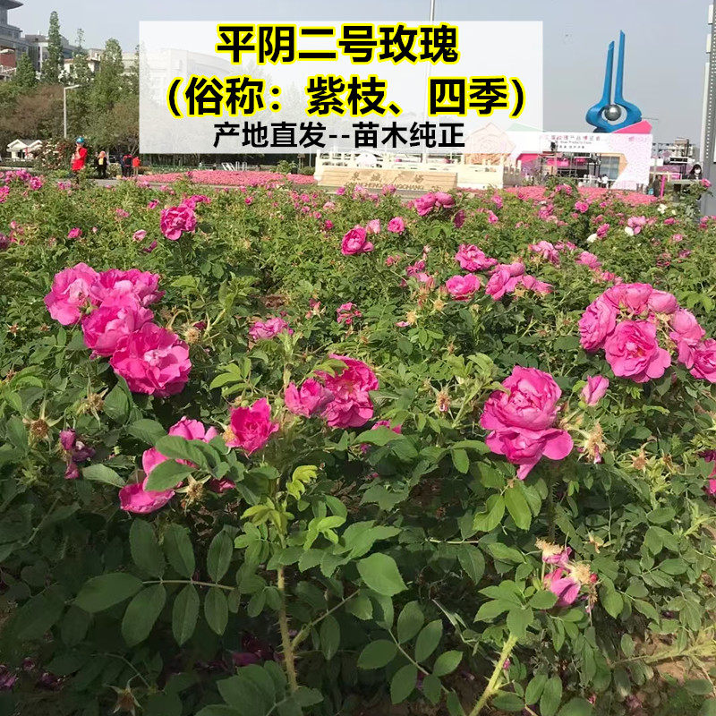 平阴多季玫瑰可食用玫瑰花苗 平阴2号紫枝玫瑰 原生扦插苗地栽苗