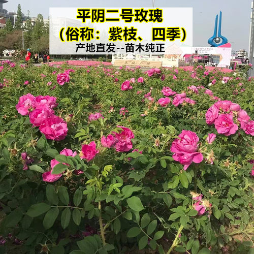 平阴吃的食用2号原生玫瑰