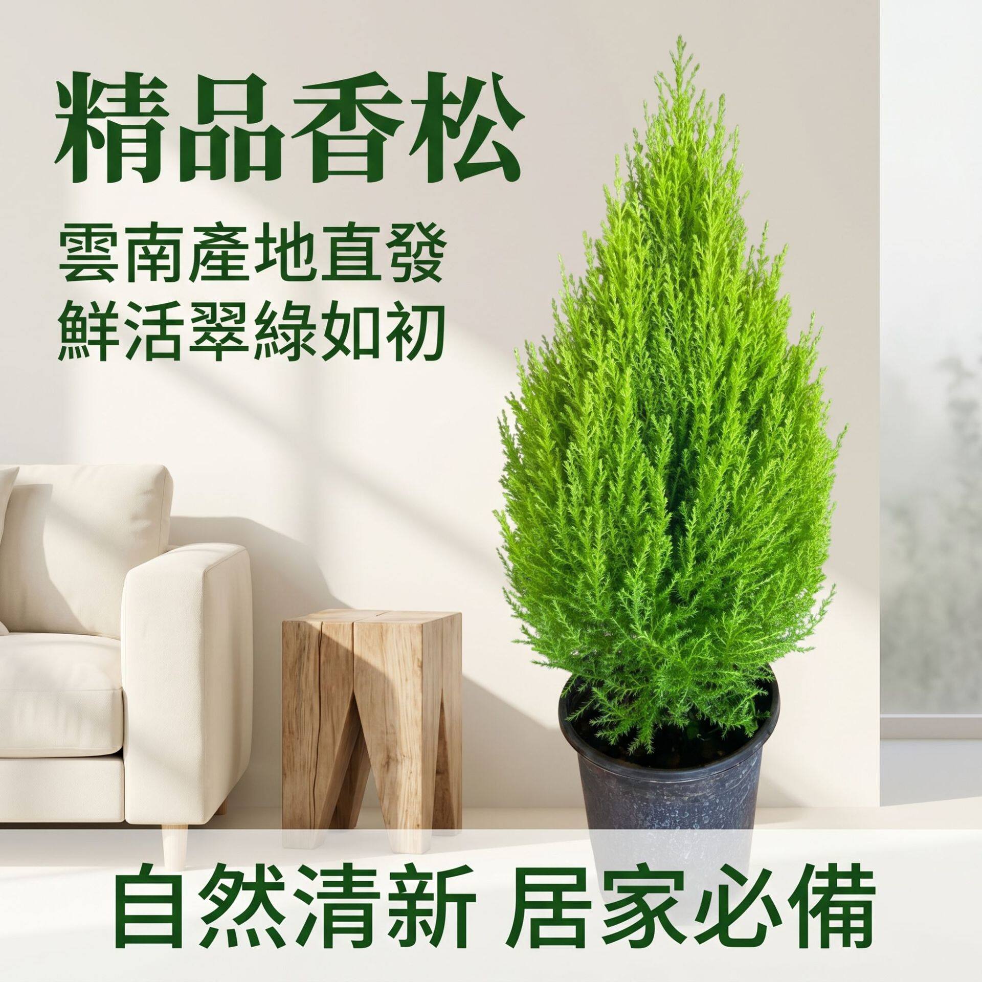 香松盆栽圣诞树四季常绿绿植金冠柏观叶植物耐寒耐阴办公室内好养