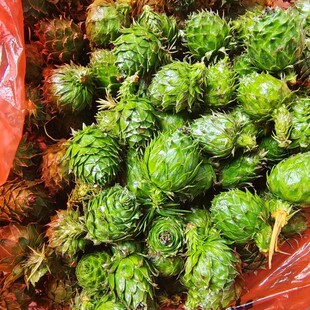 新鲜现采2022年杉树果 杉果 杉树枝果 500克新鲜青色圣诞树装饰