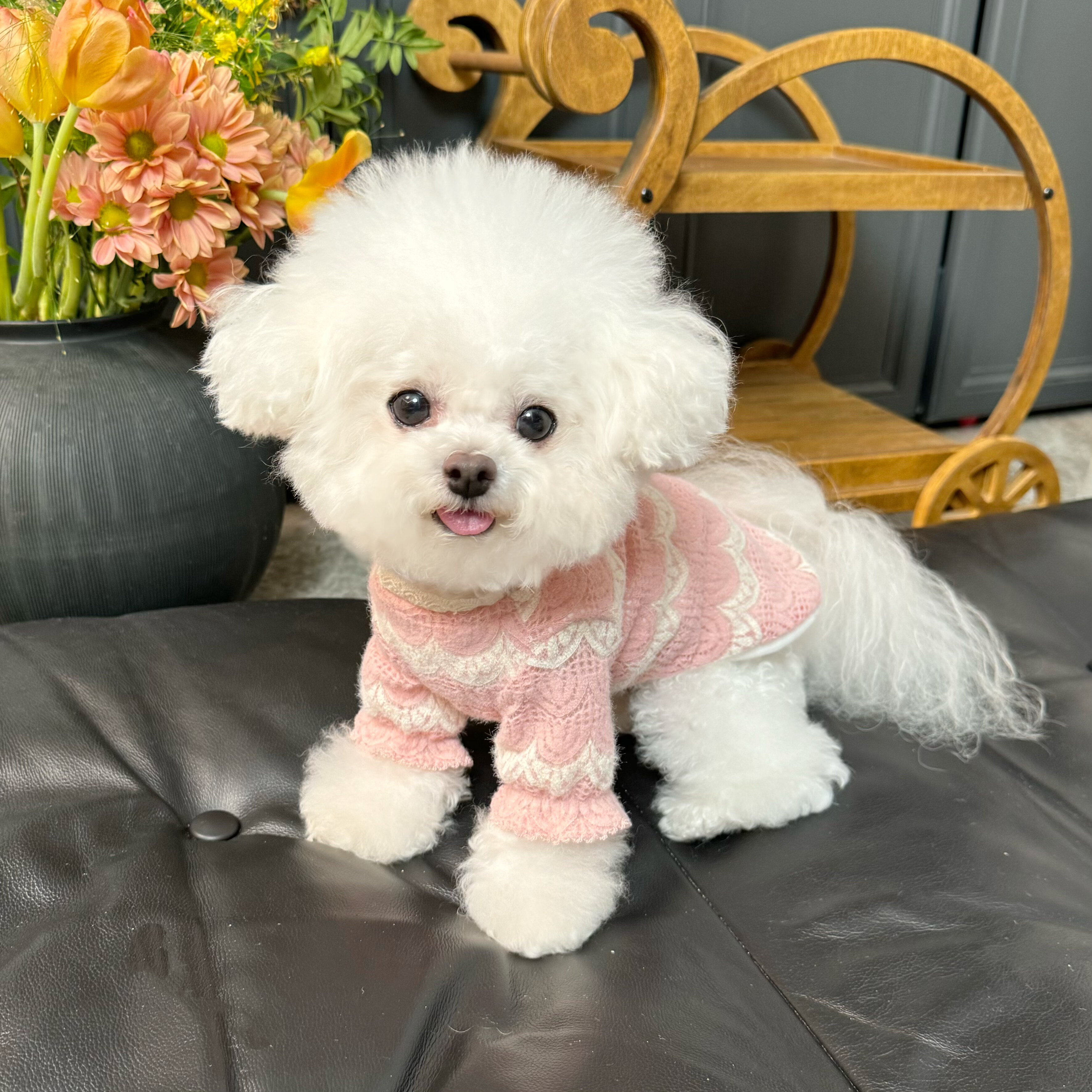 五只小白熊原创宠物衣服秋冬新款高弹加绒蕾丝打底衫狗狗猫咪内搭