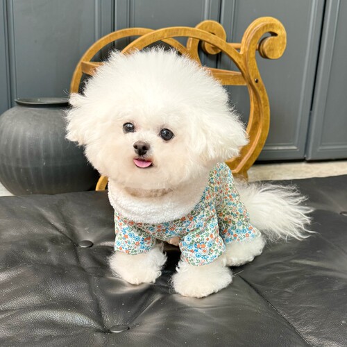 五只小白熊原创宠物衣服秋冬新款夹棉加绒四脚裤包肚衣狗狗护肚衣