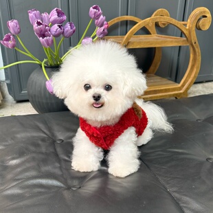 五只小白熊原创宠物衣服秋冬新款 毛绒圣诞过年背心裙狗狗猫咪外套