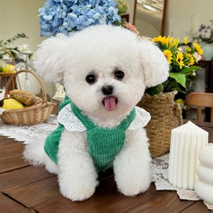 五只小白熊宠物衣服秋冬新款雪尔绒蕾丝吊带开衫狗狗猫咪保暖裙子