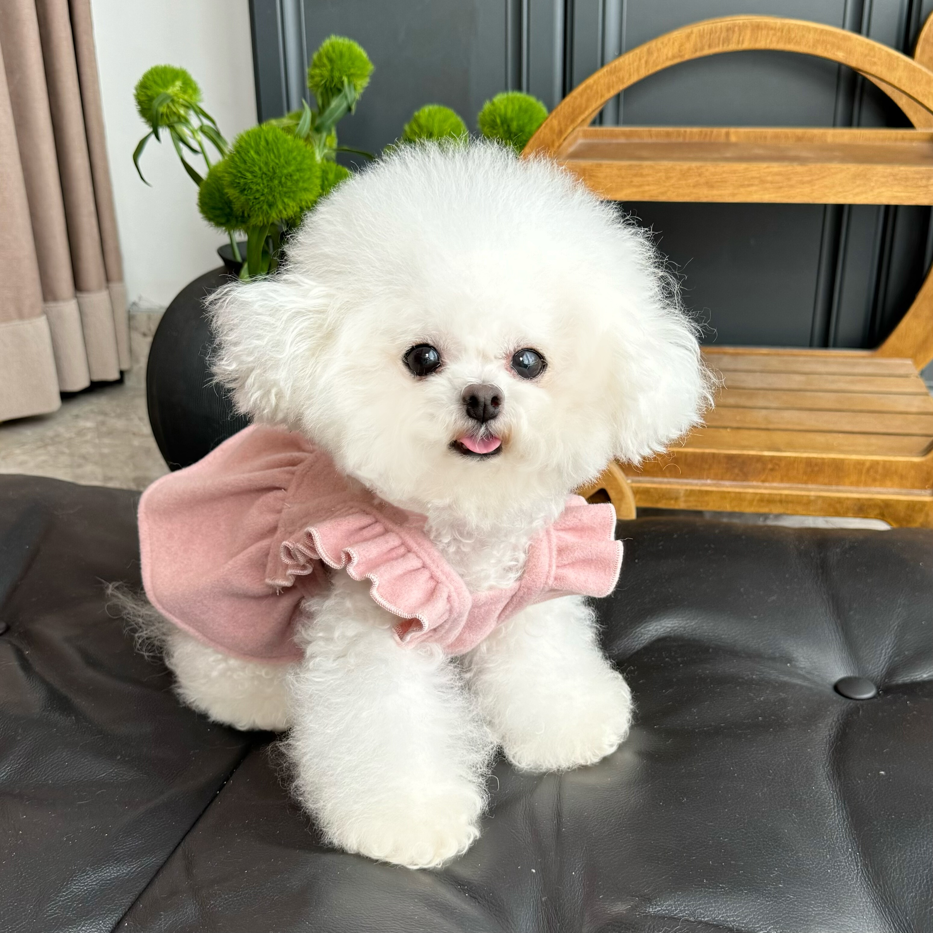 五只小白熊原创宠物衣服秋冬新款保暖毛呢飞袖公主裙狗狗猫咪裙子