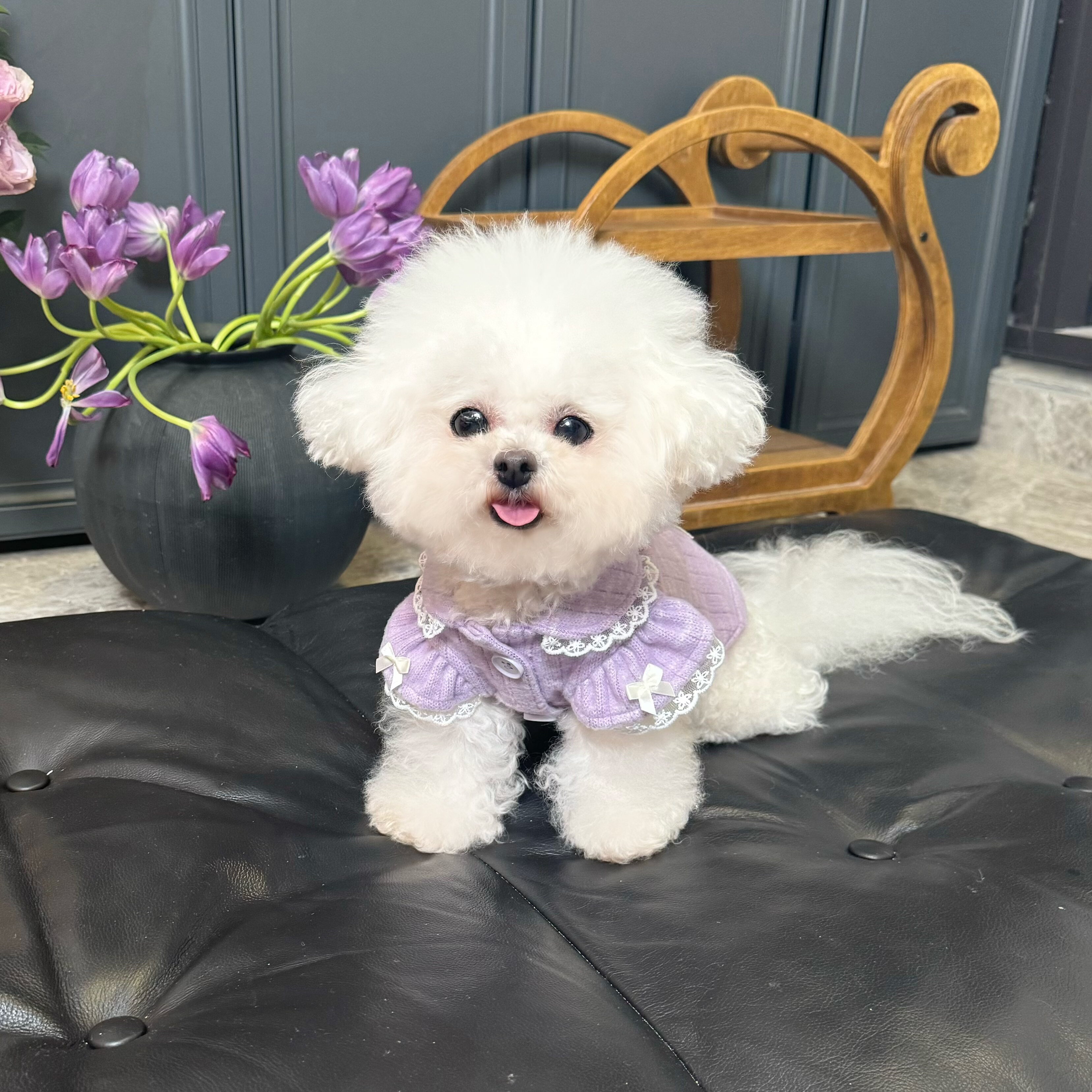 五只小白熊原创宠物衣服秋冬新款针织衫蕾丝飞袖开衫狗狗猫咪外套