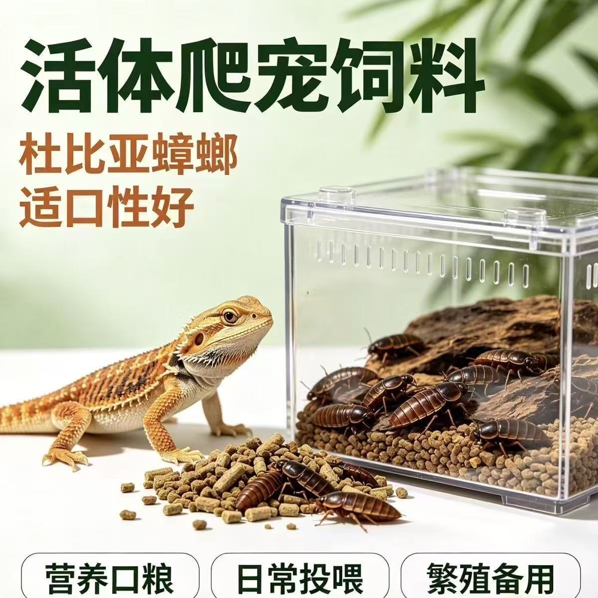 杜比亚蟑螂活虫幼体蜘蛛蜥蜴活体爬虫/鸣虫食物