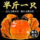 活蟹10只特大现货大闸蟹鲜活螃蟹公母官方旗舰店河蟹阳澄礼盒湖鲜