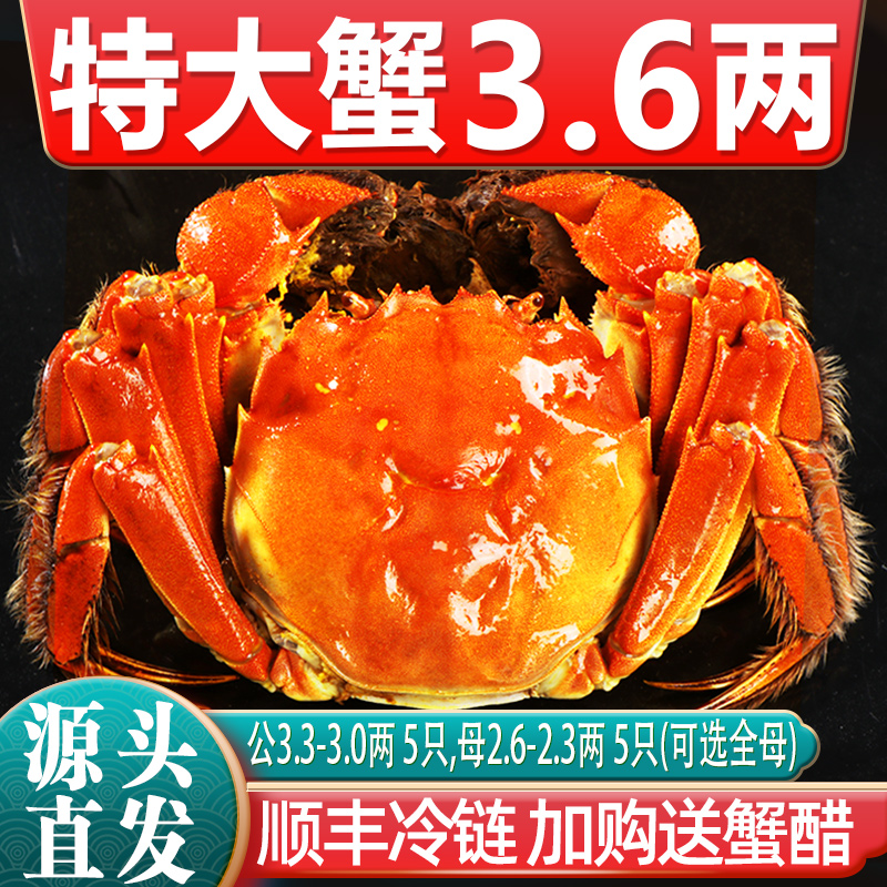 10只活蟹大闸蟹鲜活螃蟹