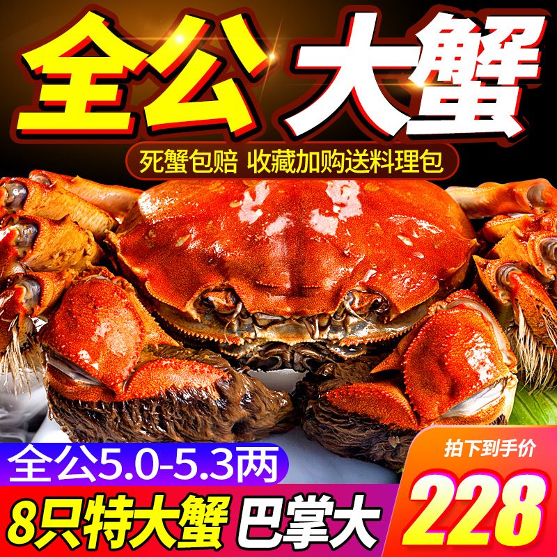 大闸蟹特大全公蟹5.3两8只阳澄湖镇官方旗舰鲜活螃蟹