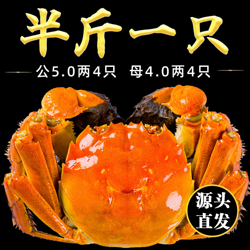 活蟹10只特大现货大闸蟹鲜活螃蟹公母官方旗舰店河蟹阳澄礼盒湖鲜