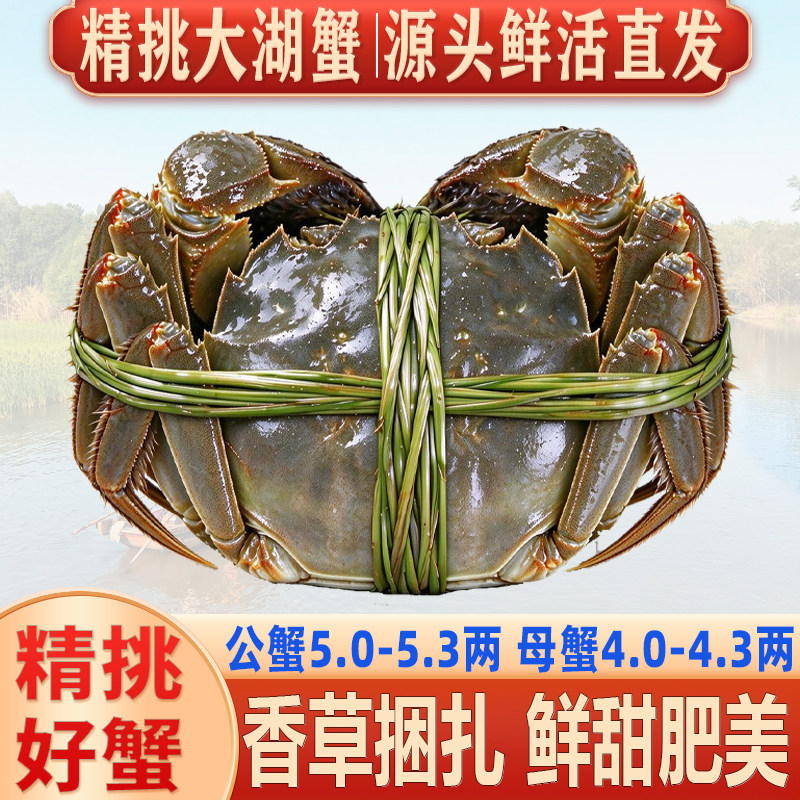 【活蟹】精挑10只大闸蟹全母特大鲜活现货螃蟹公母配河蟹礼盒湖鲜