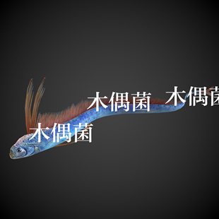 非实物C514 海洋动物带鱼骨骼绑定带游走动作文件 c4d fbx格式