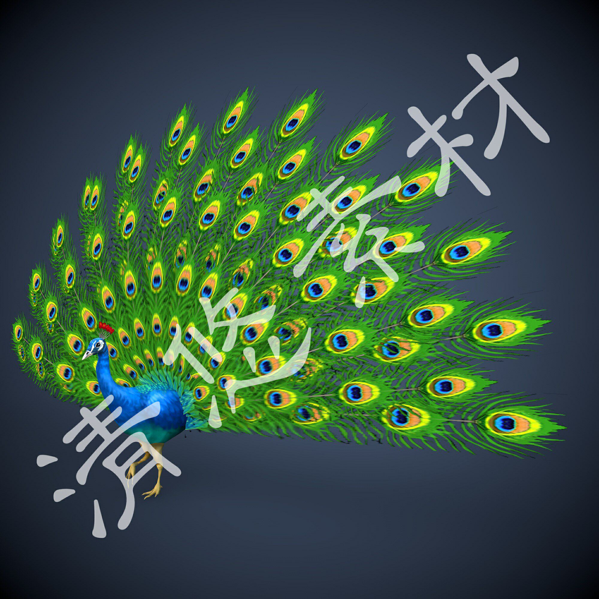 3dmax c4d fbx孔雀模型大鸟动物骨骼绑定带动画孔雀开屏 451