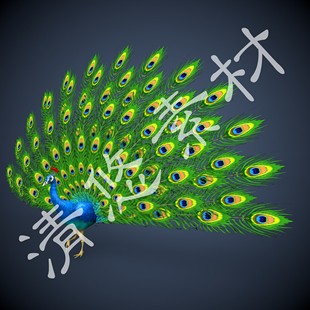 3dmax c4d fbx孔雀模型大鸟动物骨骼绑定带动画孔雀开屏 451