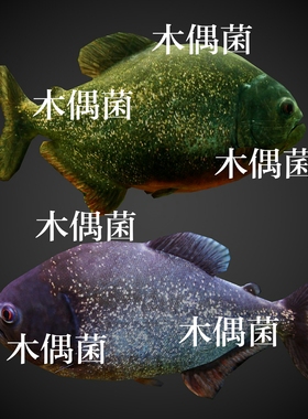 c4d fbx格式骨骼绑定带动作文件食人鲳食人鱼模型 非实物C246