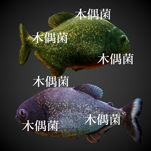 非实物C246 骨骼绑定带动作文件食人鲳食人鱼模型 c4d fbx格式