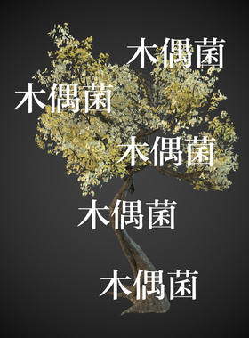 3dmax c4d fbx obj 3ds格式白黄花树远景植物大树文件 非实物C699