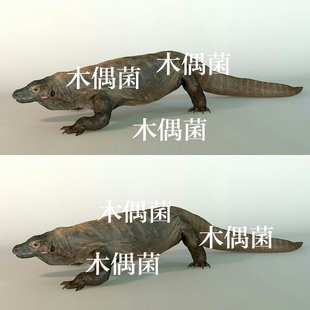 非实物C104 文件模型爬行动物骨骼绑定蜥蜴带动作 c4d fbx格式