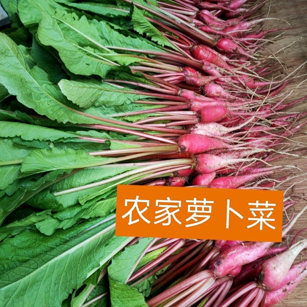 农家自种新鲜萝卜缨子萝卜头红皮萝卜叶子自产自销农家直发