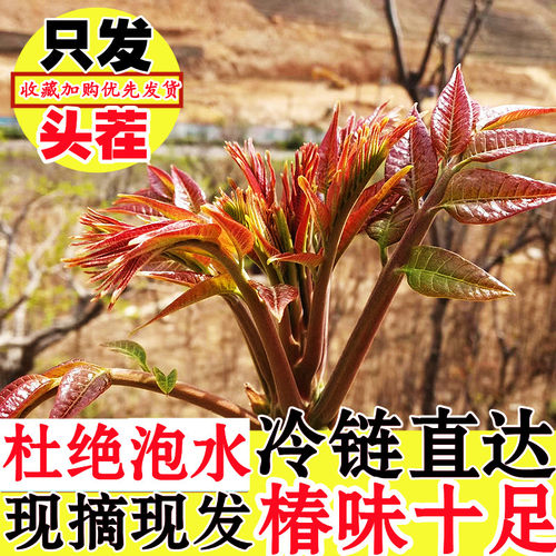 山东头茬香椿芽现摘现发新鲜香椿
