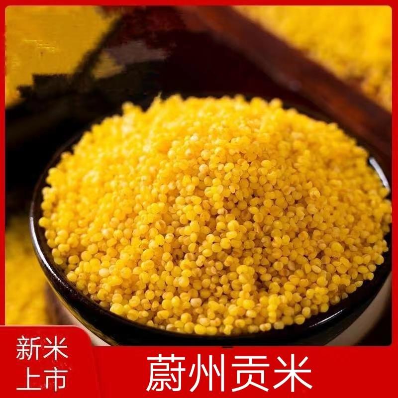 张家口蔚县黄小米新米特产kl金苗糯小米孕妇杂粮24年新小米5斤