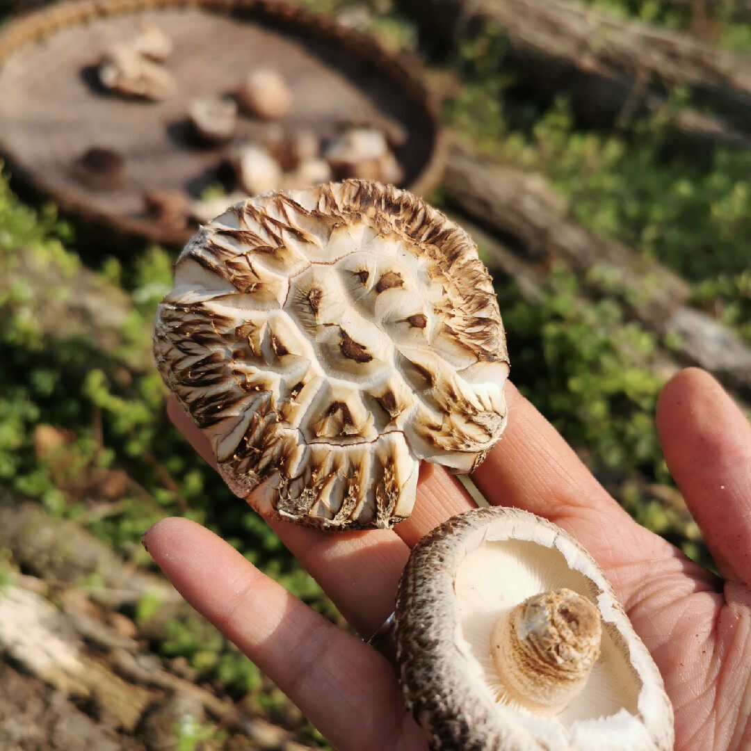 四川土特产大小花菇新品干货青川农家山珍椴木花菇非香菇冬菇包邮