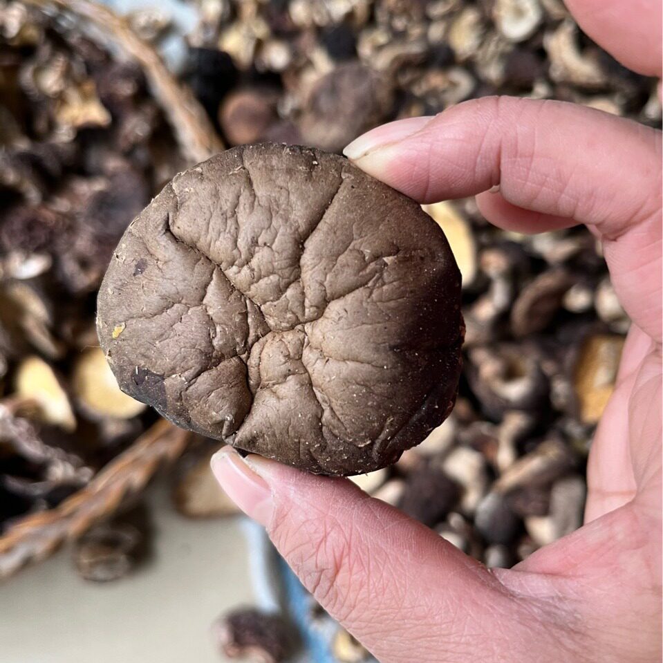 新品野外生长蘑菇椴木香菇干香菌青川深山菌菇包邮非椴木花菇