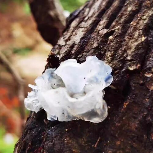 四川银耳新品干货 雪耳糯耳段木银耳青冈木银耳可煮白木耳养生粥