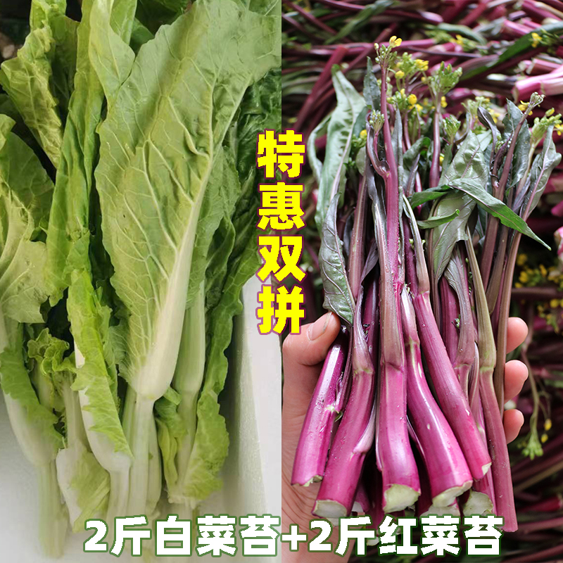湖北红菜苔白菜苔新鲜紫菜苔打霜菜薹红油菜苔精品混搭实惠套餐