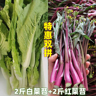 湖北红菜苔白菜苔新鲜紫菜苔打霜菜薹红油菜苔精品混搭实惠套餐