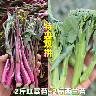 湖北正宗红菜苔西兰苔新鲜紫菜苔打霜菜薹红油菜苔应季时令蔬菜