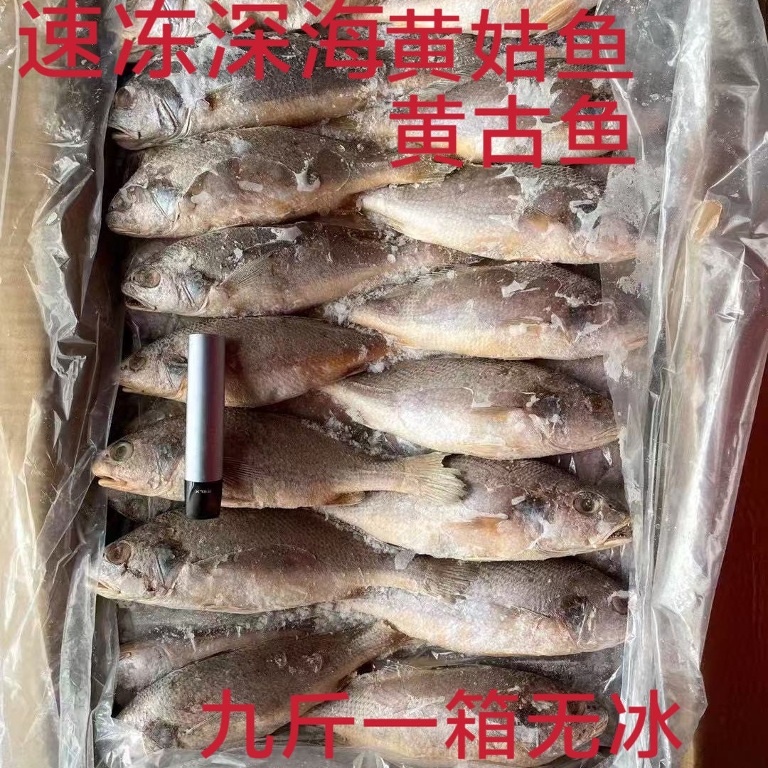 冷冻深海新鲜 黄姑鱼 黄古鱼 鮸黄鱼 快餐食堂九斤一箱无冰可包邮