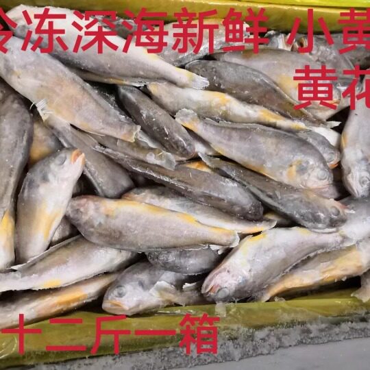 冷冻深海新鲜 小黄鱼 黄花鱼 梅子鱼 十二斤一箱带冰近可包邮