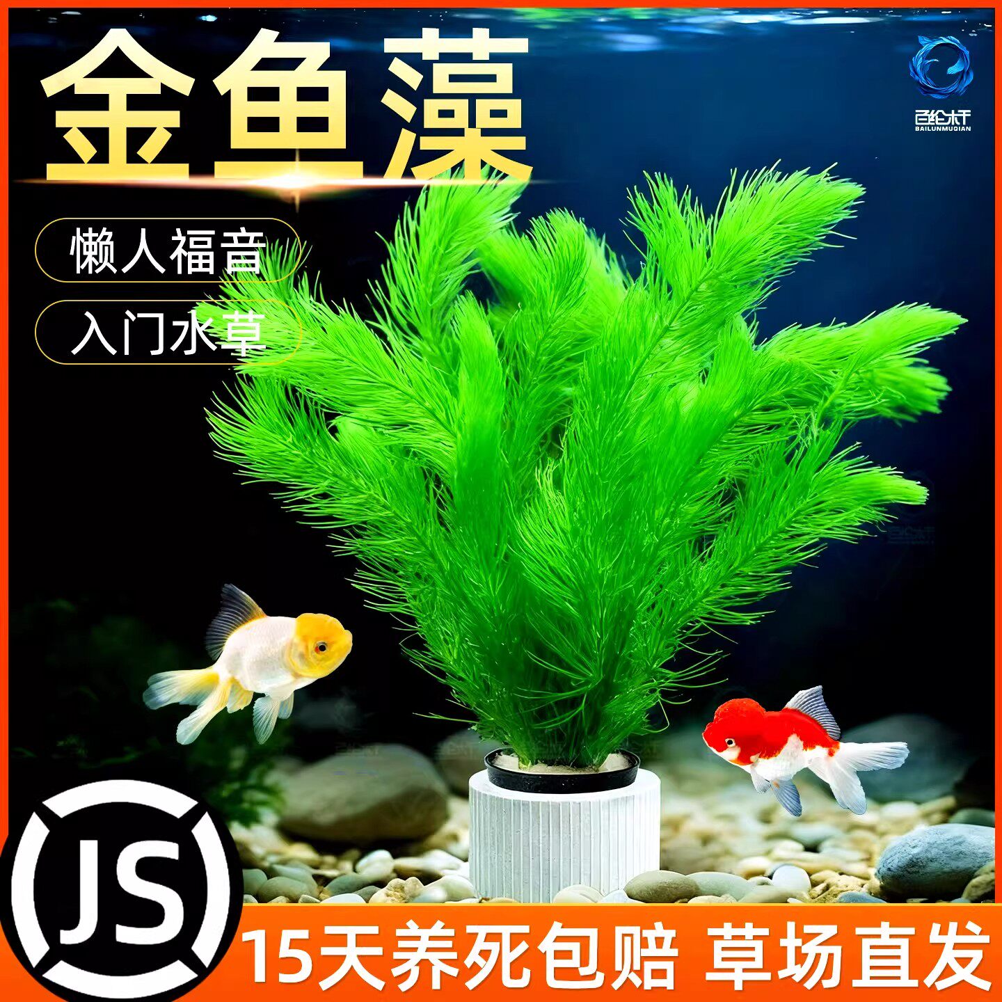 金鱼藻水草带根植物鱼缸造景真草坨草沉水型懒人新手易养净化水质