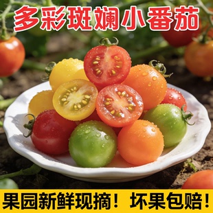 新鲜现摘正宗多彩圣女果千禧小番茄西红柿当季自然熟生吃多汁水果