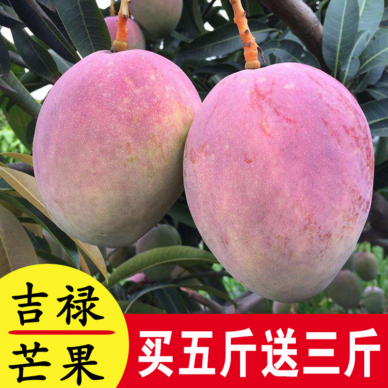 四川吉祿芒新鮮水果芒果 吉祿芒 芒果 當季水果 芒果8斤包郵