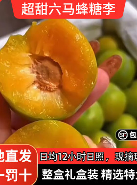 贵州镇宁六马蜂糖李脱骨李子现摘