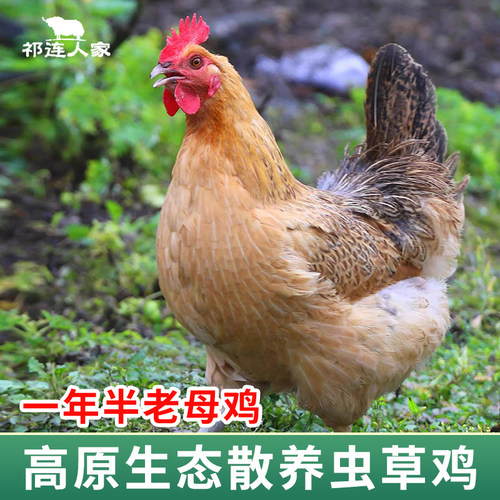 高原藏香鸡1年半老母鸡土鸡现杀草鸡月子滋补农家散养鸡