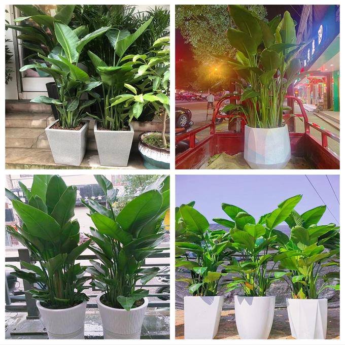 新居入伙店铺开张公司开业绿植花篮上海宝山区罗店大场杨行月浦镇