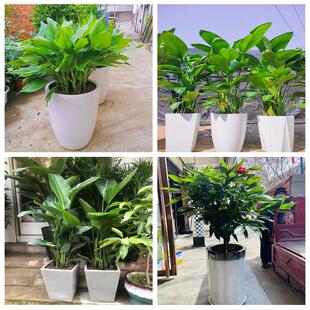 新居入伙店铺开张公司开业绿植花篮北京市朝阳区高碑店将台太阳宫