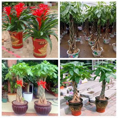 新居入伙店铺开张公司开业绿植花篮江西赣州市龙南定南全南宁都县
