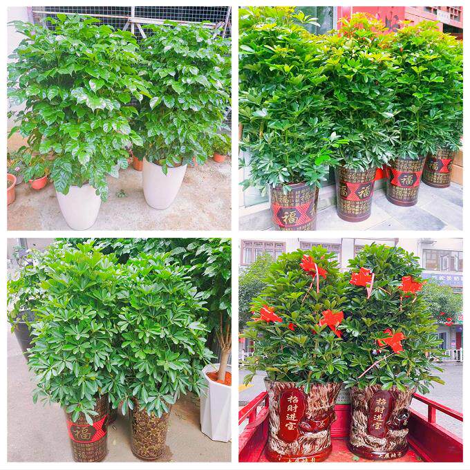 新居入伙店铺开张公司开业绿植花篮湖南省常德市汉寿县澧县临澧县