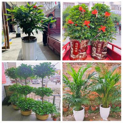 新居入伙店铺开张公司开业绿植花篮江苏南通市崇川港闸通州区海安