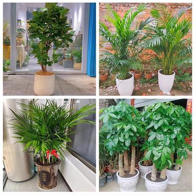 新居入伙店铺开张公司开业绿植花篮山东聊城市东昌府区阳谷县附近