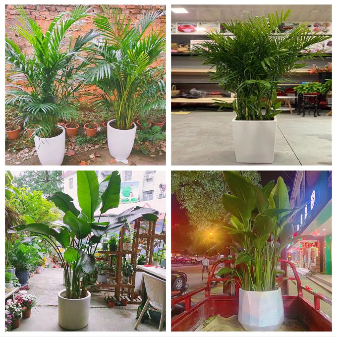 新居入伙店铺开张公司开业绿植花篮云南丽江市古城区玉龙县永胜县