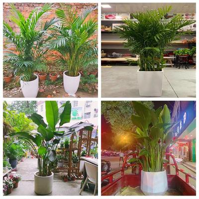 新居入伙店铺开张公司开业绿植花篮云南丽江市古城区玉龙县永胜县