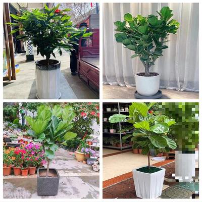 新居入伙店铺开张公司开业绿植花篮江苏淮安涟水盱眙金湖县洪泽区